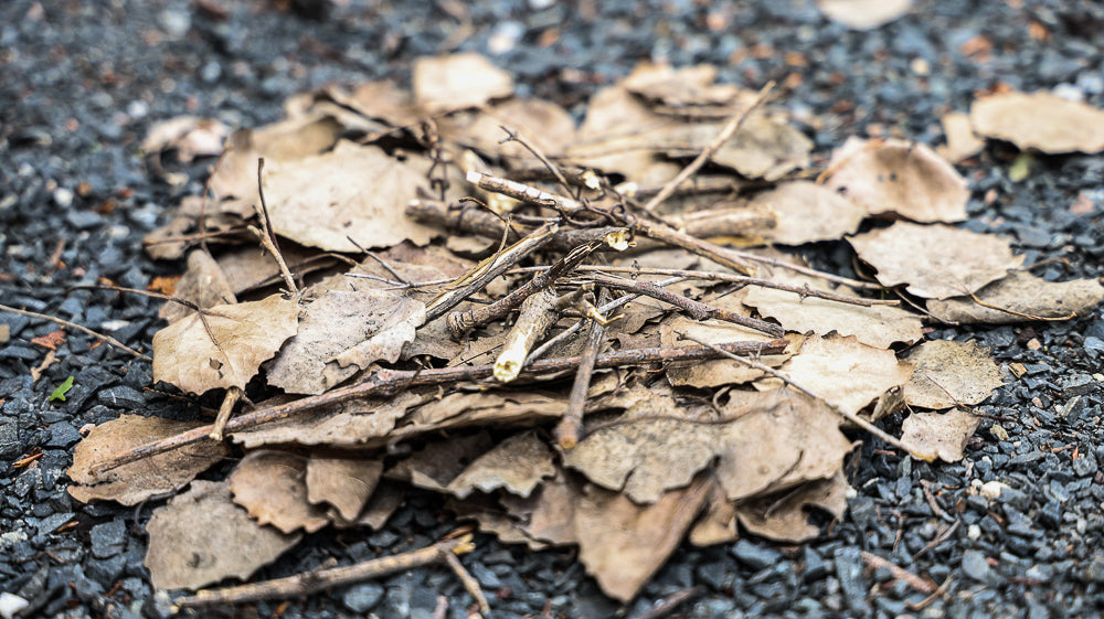 Image of dried leaves and twigs for kindling